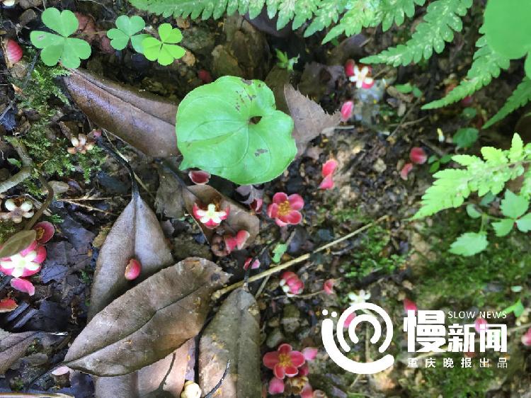 野花铺满的地方，未来会是老人修出的路