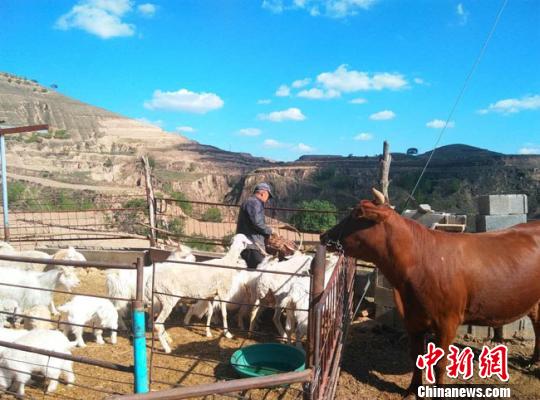 图为辛良彦在羊圈里忙活。 钟欣 摄