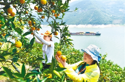 秭归县的夏橙具有花果同枝,酸甜适度,风味浓郁等特点,是当地为丰富