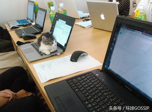 日本it公司在办公室饲养流浪猫,减压,提高工作效率,还给奖金