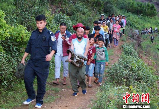图为国家一级保护动物缅甸岩蟒被众人捕获。 范学伟 摄