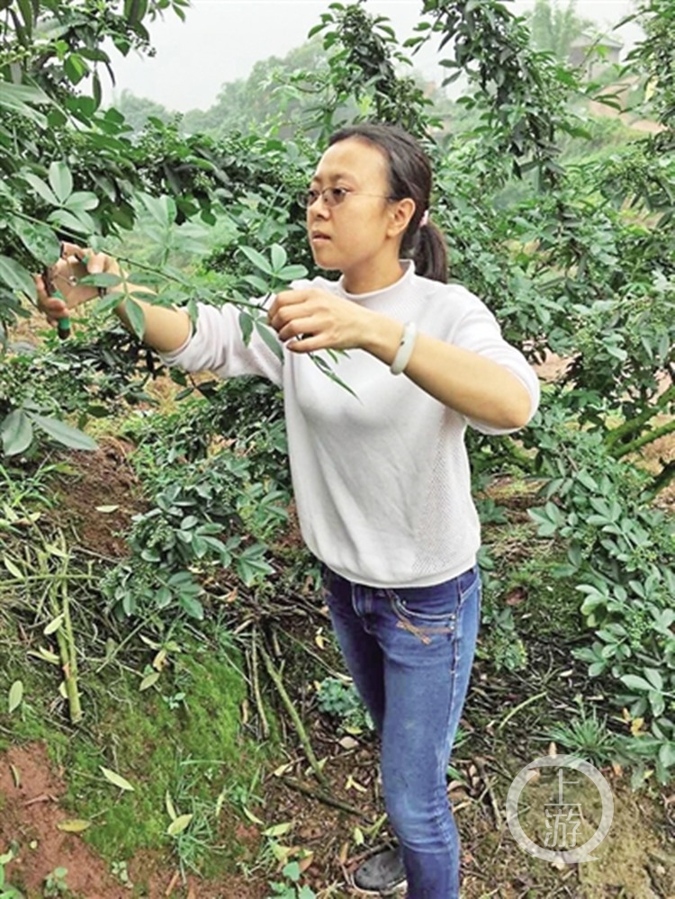 她辞职回乡种植花椒 今年销售额可达50万|回乡