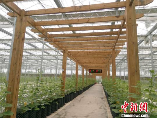 贵澳农业园区 周燕玲 摄