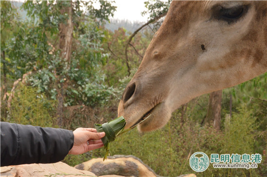 动物也吃粽子 云南野生动物园开启端午游园模