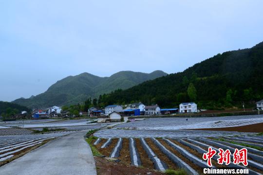 来简槽村的路上,便能看到很多新式住宅。白墙黑瓦,苍翠掩映,一幅田园风光。 邢翀 摄