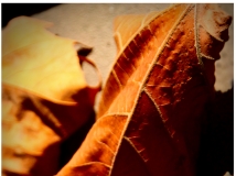 华龙网摄友七月流火luo作品:秋日|华龙网|桂花|