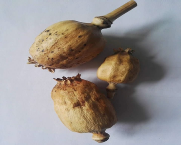 黑心面馆夫妇,竟用罂粟壳熬制面条汤料|王柳|面