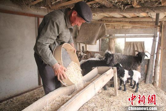 为阿布拉·萨木萨克正在给小羊喂草料。 严君峰 摄