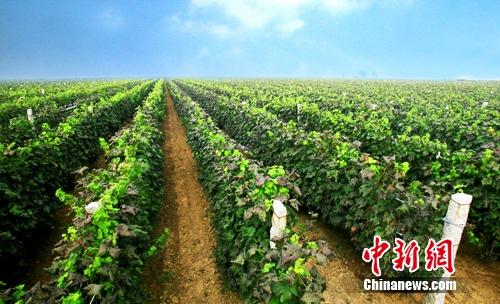 当西班牙王室火腿大师遇见 世界蛇龙珠日 |龙珠