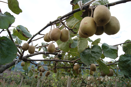 丰都:第一产业保持良好发展态势|肉牛|丰都|榨菜