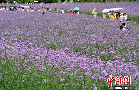 5月29日,游客在盛开的柳叶马鞭草花海中边赏花边拍照留念。 张斌 摄