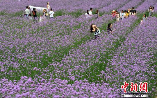 5月29日,游客在盛开的柳叶马鞭草花海中边赏花边拍照留念。 张斌 摄