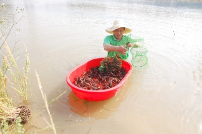 吃货福音!稻田藕田小龙虾上市 虾农:亩产300斤