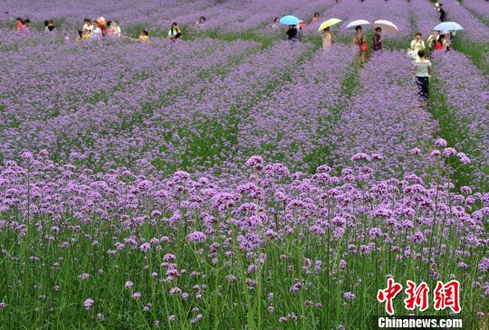 近日,福州花海公园近1万平方米的柳叶马鞭草进入最佳观赏期,吸引许多游客在花海中赏花、拍照,感受浪漫紫意。 张斌 摄
