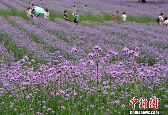 5月29日,游客在盛开的柳叶马鞭草花海中边赏花边拍照留念。 张斌 摄