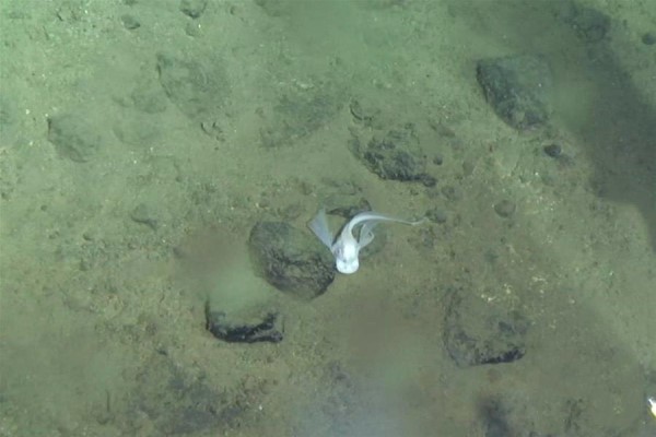 蛟龙号在6699米的海底拍到了啥?|海底|狮子鱼