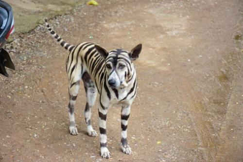 斯洛文尼亚航空公司订票客服电话_百度__经验