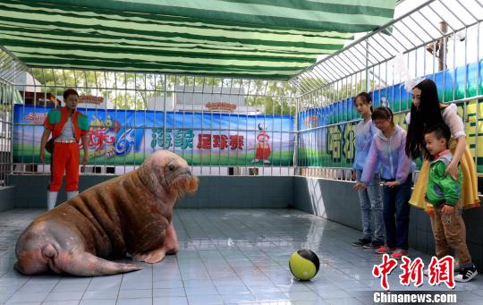 哈尔滨 明星 海象变身足球健将与小朋友踢球庆