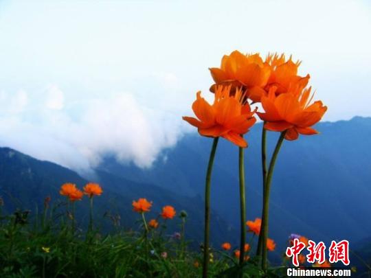佛教圣地五台山地处北方高寒区域,喜温畏寒的荷花难以生存,遂因地制宜,将旱地莲花视作五台山佛教的象征,誉为吉祥物。 景区供图 摄