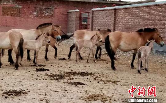 五月中旬以来出生的马驹依偎在“妈妈”身边。 张赫凡 摄