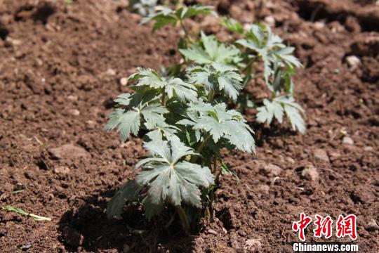图为人工育种的金莲花种苗。 刘卓军 摄