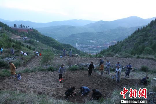 6月3日,五台山上,僧人和游客一起栽植金莲花种苗。 刘卓军 摄