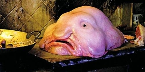 全球最丑生物亮相 日本人竟然觉得可爱|水滴鱼