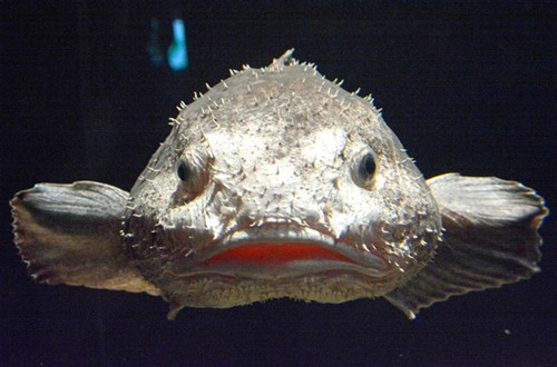 全球最丑生物亮相 日本人竟然觉得可爱|水滴鱼