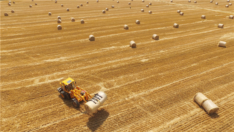 麦收时节回收秸秆|秸秆|麦收|时节