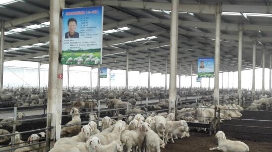 京东农村金融京农贷打造濮阳肉羊养殖扶贫项