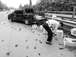 这里是小龙虾的 百慕大 ?|小龙虾|百慕大|虾