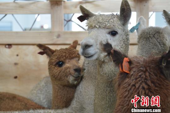 图为澳大利亚羊驼。 延大海 摄