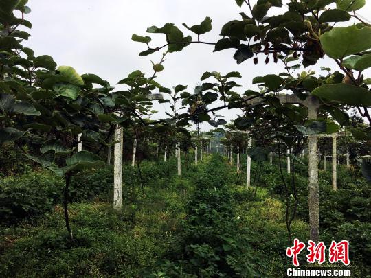 箐口村希望发展农业来带动当地村民增收。 杨云 摄