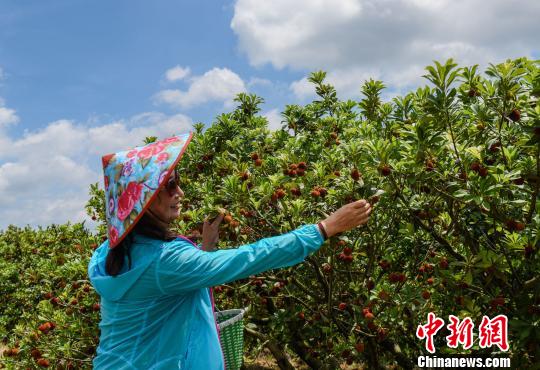 游客享受着采摘之乐。 张平 摄