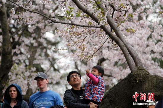 当地时间4月29日,加拿大多伦多知名的樱花胜地海柏公园(High Park)迎来大批踏春、赏樱的民众。樱花盛放期短促,加之海柏公园的樱花当年由日本引进,大部分树龄已超半个世纪,面临寿终,更吸引民众借周末前来争睹花容。 <a target=\'_blank\' href=\'http://www.chinanews.com/\'>中新社</a>记者 余瑞冬 摄