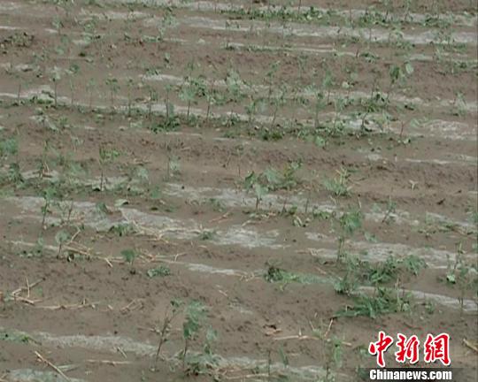 8日,当地受灾较严重的棉花地一片狼藉。 尚志刚摄