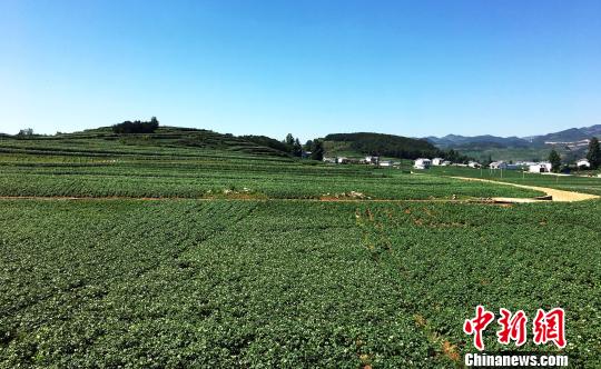 威宁马铃薯种植核心区威宁自治县双龙镇。 杨云 摄