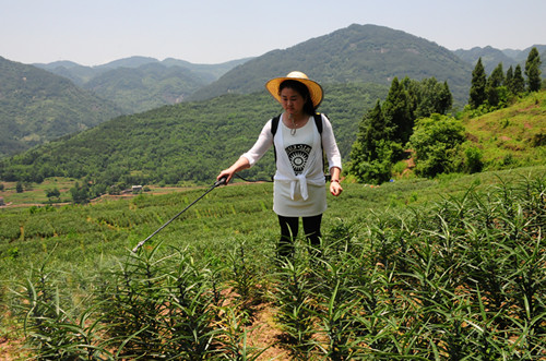 石柱:龙坪村精准实施扶贫举措助力脱贫攻坚