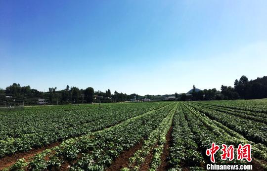 威宁马铃薯种植核心区威宁自治县双龙镇。 杨云 摄