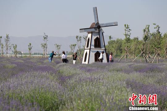 图为游客在薰衣草田里游玩拍照。 戚亚平 摄