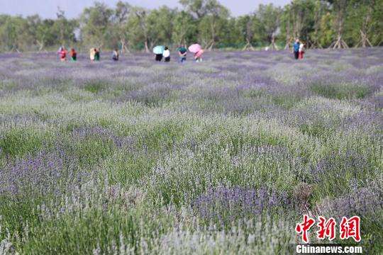仲颐花海主题乐园拥有占地280亩的薰衣草田。 戚亚平 摄
