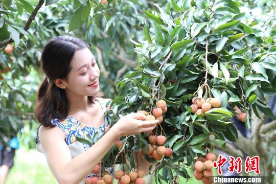 广西灵山引进保鲜技术 促荔枝搭乘 互联网快车