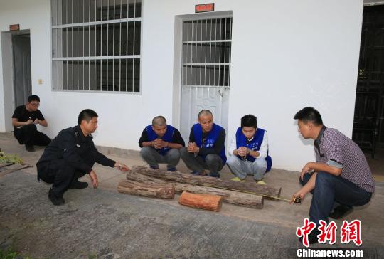 图为被告人指认盗窃的黄花梨树干。 常宗波 摄