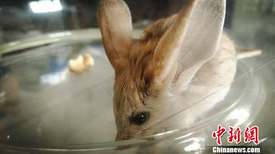 新疆柯坪县发现世界濒危灭绝动物长耳跳鼠。　殷莉蓉　摄