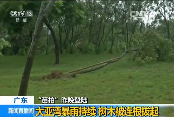 台风“苗柏”登陆广东：手臂粗树木被连根拔起 钢架被吹弯