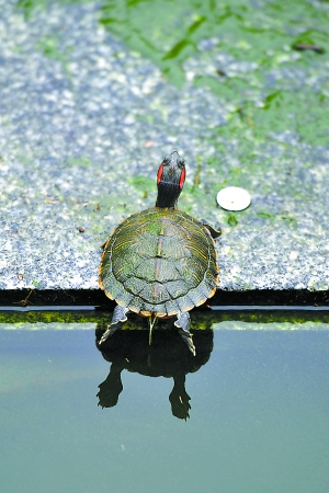 当年预报台风 龟鳖也上阵