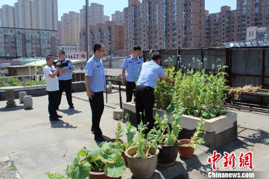 警方依法将已经成熟的64株罂粟全部铲除。 杨那 摄