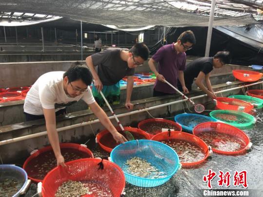 研究团队成员正在给虎斑乌贼喂食。 佚名