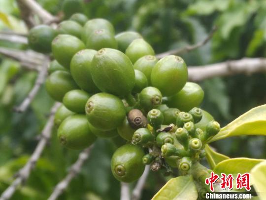 图为朱苦拉村咖啡。 王艳龙 摄