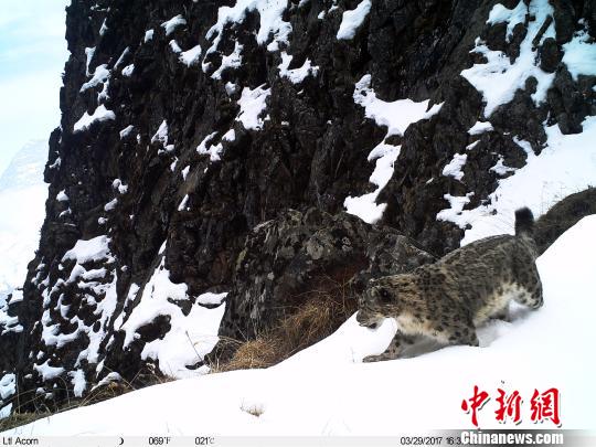 红外触发相机拍摄到的雪豹影像。 钟欣 摄